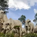Em alta, arroba do boi gordo custa R$ 306,50 nesta sexta-feira (30)
