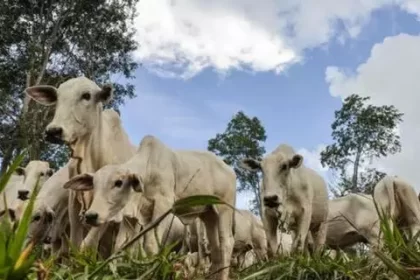 Em alta, arroba do boi gordo custa R$ 306,50 nesta sexta-feira (30)