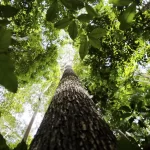Licenciamento ambiental: proposta aprovada no Senado unifica procedimentos e simplifica concessão de licenças