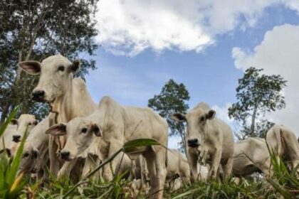 Preço das carnes registra estabilidade nesta sexta-feira (16)