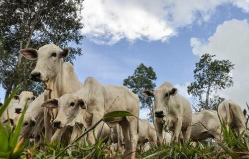 Preço das carnes registra estabilidade nesta sexta-feira (16)
