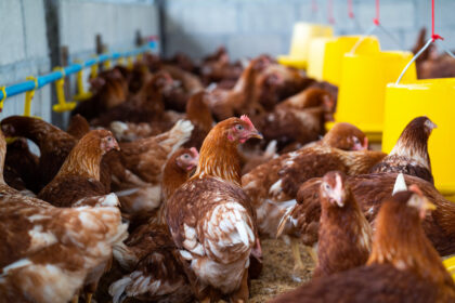 Gripe aviária: Brasil investiga 12 casos suspeitos em aves domésticas e silvestres; não há restrição de consumo