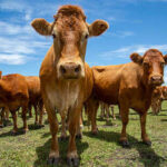 Mercado de proteínas registra estabilidade no boi gordo e variações em frango e suíno