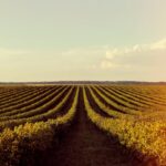 Preço da soja hoje (17): interior do Paraná tem queda, enquanto Paranaguá registra alta