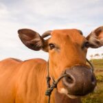 Preços do Boi, Frango e Suíno nesta teça-feira (17), cotações atualizadas