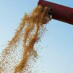 Soja começa semana com alta no preço da saca de 60 quilos, no interior do Paraná