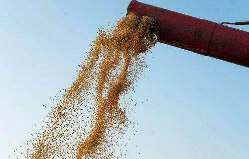 Soja sobe 0,45% no Paraná