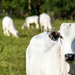 Boi, frango e suíno vivo apresentam queda nesta terça-feira (22)