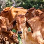 Boi gordo e carcaça suína têm estabilidade nesta segunda-feira (7)