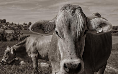Boi gordo registra queda no preço da arroba