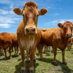 Carnes mantêm estabilidade nos preços, mas suíno vivo recua no Sul