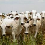 Com tarifa dos EUA, economia de Goiás pode perder quase R$ 800 milhões