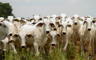 Com tarifa dos EUA, economia de Goiás pode perder quase R$ 800 milhões