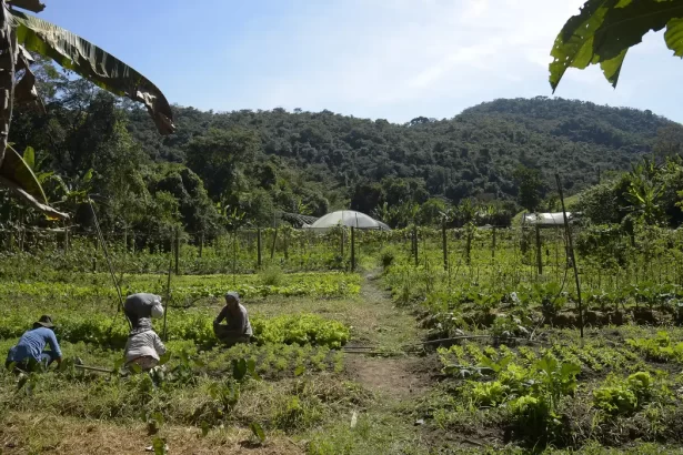 DITR 2025: prazo e orientações para a entrega da declaração do imposto rural