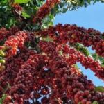 Saca do café arábica sobe 2,13%, nesta sexta-feira (11)