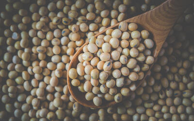 Soja apresenta queda no litoral do Paraná