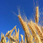 Soja e trigo em alta no Paraná