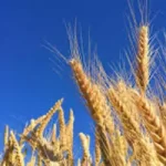 Soja tem baixa no Paraná e Rio Grande do Sul