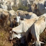 Banco da Amazônia apresenta o Pecuária Verde na Agropec 2025, no Pará