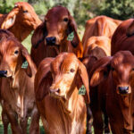 Boi gordo: preço da arroba começa semana estável