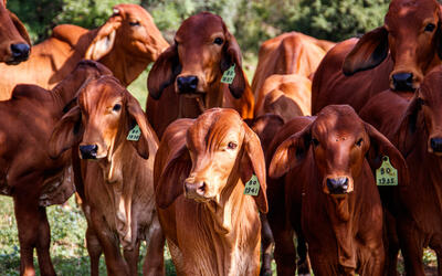 Boi gordo: preço da arroba começa semana estável