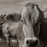 Boi gordo registra alta no preço da arroba