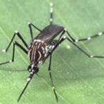 Brasil registra queda histórica nos casos de dengue em 2025, mas mantém estado de alerta