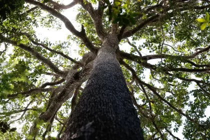 Nova Lei Geral de Licenciamento Ambiental compromete autonomia municipal, alerta CNM