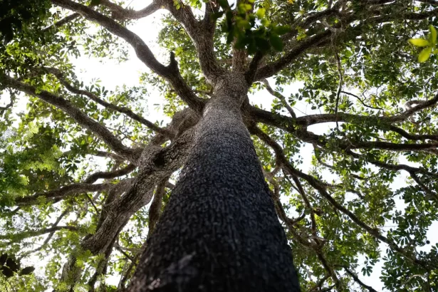 Nova Lei Geral de Licenciamento Ambiental compromete autonomia municipal, alerta CNM