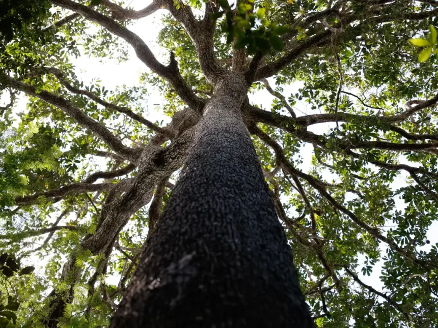 Nova Lei Geral de Licenciamento Ambiental compromete autonomia municipal, alerta CNM