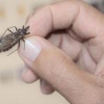 “Quem tem Chagas, tem pressa”: projeto busca tratar pacientes mais perto de casa