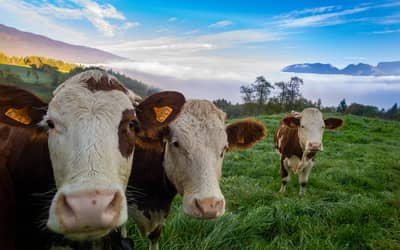 Boi gordo hoje: confira as cotações para quinta-feira (8)