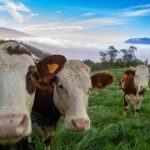 Boi gordo hoje: confira as cotações para terça-feira (6)