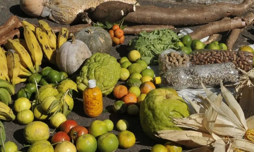 Prazo para adesão ao PAA termina em 19 de janeiro para municípios do Norte e Nordeste