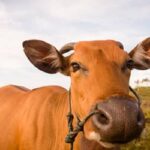 Agromensais de janeiro/26: confira as perspectivas do Cepea para o resto do ano