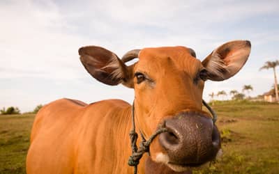 Boi gordo hoje: confira as cotações para quinta-feira (19)