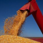 Chuvas intensas em Minas Gerais e Goiás atrasam plantio do milho e ameaçam colheita do feijão