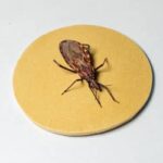 DOENÇA DE CHAGAS: cerca de 90% dos pacientes que recebem marcapasso no Hospital de Base de Brasília (DF) têm a doença