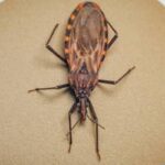 Doença de Chagas: surto em Ananindeua (PA) acende alerta para prevenção da contaminação oral no Brasil