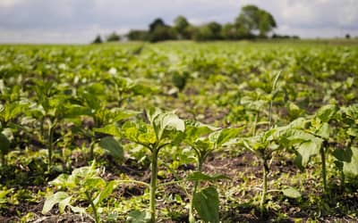 Onda de calor ameaça lavoura e pecuária da Região Sul