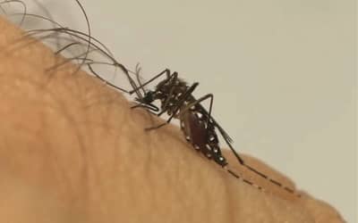 Dengue 2026: Brasil deve registrar 1,8 milhão de casos, com pico em SP e MG