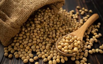 Soja e trigo hoje: confira as cotações para esta terça-feira (17)