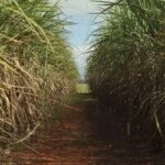 Cana-de-açúcar ocupa 8,9 milhões de hectares no Centro-Sul e reforça liderança de São Paulo