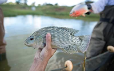 Notas fiscais passam a comprovar origem de peixes e frutos do mar