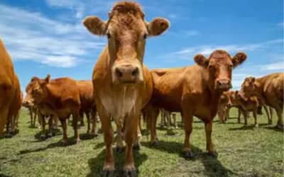 Preços de produtos agrícolas apresentam estabilidade em São Paulo (15/05)