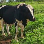 Preços de carne bovina e avícola registram recuo em São Paulo (17)