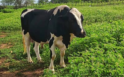 Preços de carne bovina e avícola registram recuo em São Paulo (17)