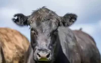 Preços de carne e aves registram movimentações no mercado de São Paulo (19/06/2026)