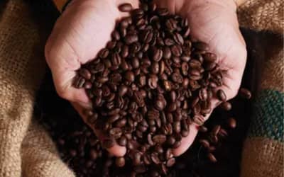 Café arábica inicia segunda-feira com alta de 0,59% em São Paulo (22)