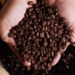 Café, Açúcar e Milho: Preços em Declínio em São Paulo